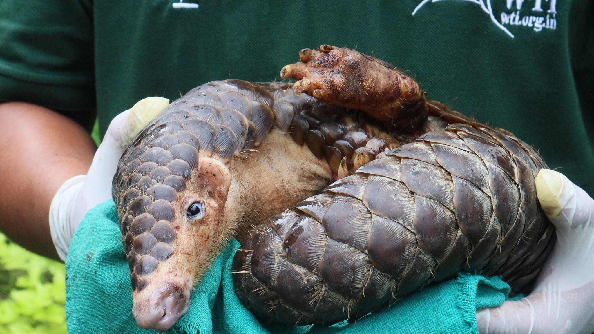 <div class="paragraphs"><p>A Chinese pangolin undergoing treatment at WTI's Centre for Bear Rehabilitation and Conservation. (Representative image)</p></div>